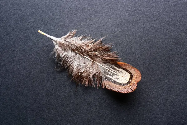 Beautiful Pheasant Feather Black Background — Stock Photo, Image