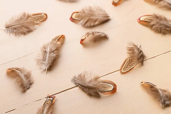 Beautiful Pheasant Feathers Beige Wooden Background — Stock Photo, Image