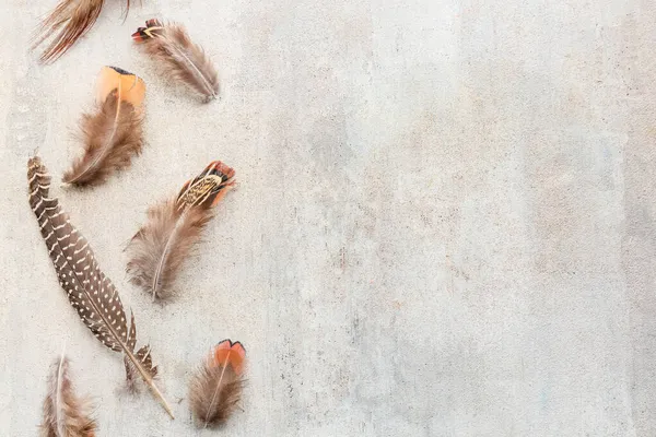 Beautiful pheasant feathers on grunge background