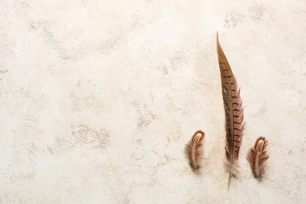 Beautiful Pheasant Feathers Light Background — Stock Photo, Image