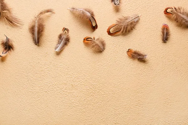 Beautiful Pheasant Feathers Beige Background — Stock Photo, Image