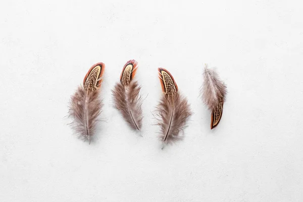 Beautiful Pheasant Feathers White Background — Stock Photo, Image