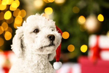 Noel arifesinde evde Noel Baba şapkalı şirin bir köpek.