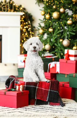 Evde Noel hediyeleri olan sevimli bir köpek.