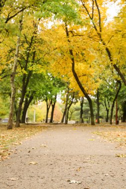 Sonbahar parkında güzel bir ara sokak.