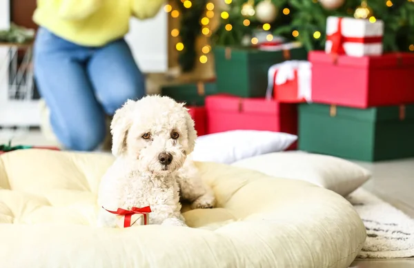 Cute Dog Christmas Gift Pet Bed Home — Stock Photo, Image