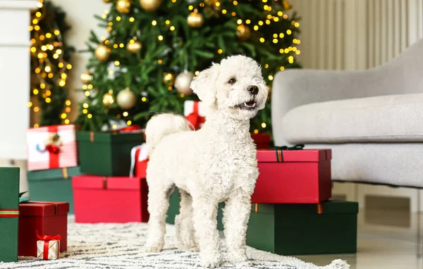 Roztomilý Pes Vánočními Dárky Doma — Stock fotografie