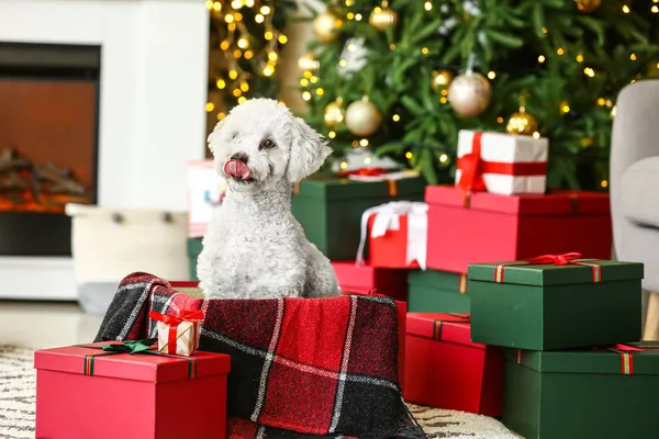 Cute Pies Prezentów Świątecznych Domu — Zdjęcie stockowe