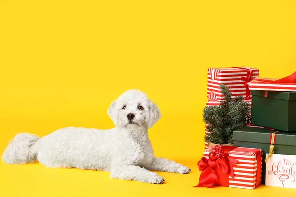 Renkli Noel Hediyeleri Olan Sevimli Bir Köpek — Stok fotoğraf