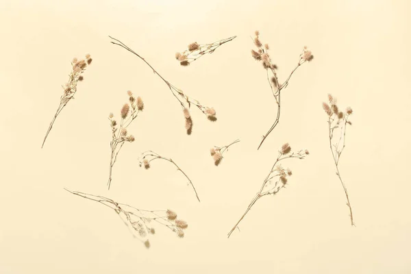 Dried Plant Flowers Color Background — Stock Photo, Image