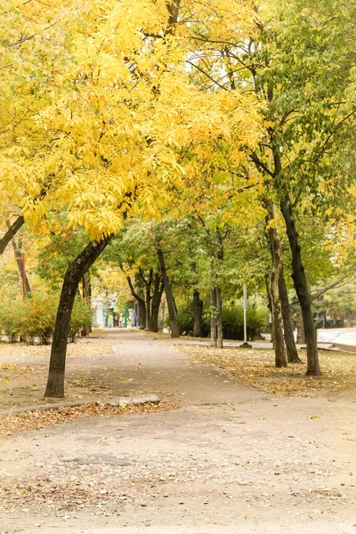 Красивая Аллея Городском Осеннем Парке — стоковое фото