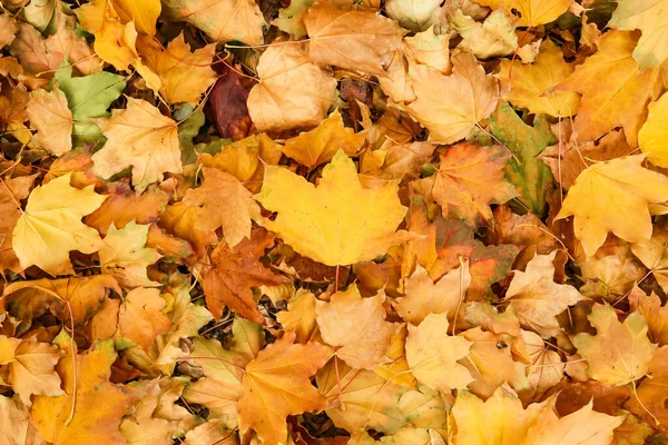 Golden Maple Leaves Background — Stock Photo, Image