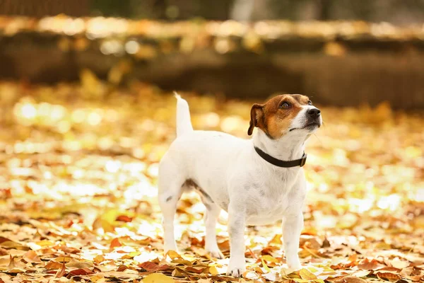 Terrier Carino Jack Russel Sulle Foglie Cadute Nel Parco Autunnale — Foto Stock