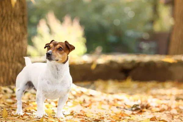 Cute Jack Russel Terrier Spadł Żółte Liście Jesiennym Parku — Zdjęcie stockowe