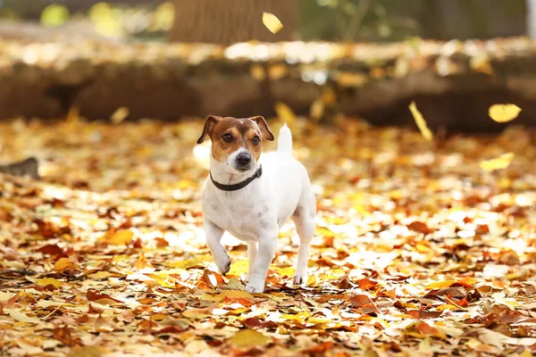 Cute Jack Russel Terrier Fallen Leaves Autumn Park — Stock Photo, Image