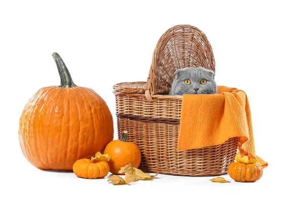 Cute Cat Wicker Basket Autumn Leaves Pumpkins White Background Thanksgiving — Stock Photo, Image