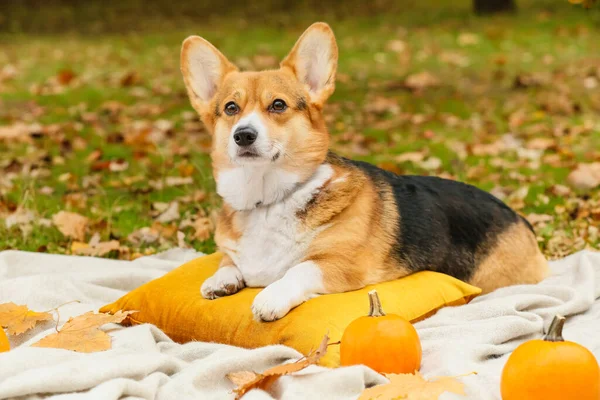 Cute Dog Dyniami Jesiennym Parku Święto Dziękczynienia — Zdjęcie stockowe