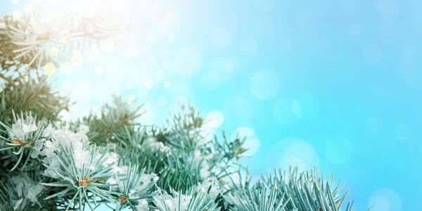 Χριστουγεννιάτικα Έλατα Κλαδιά Χιόνι Μπλε Φόντο — Φωτογραφία Αρχείου