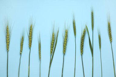 Arkaplanda yeşil buğday dikenleri