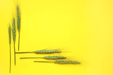 Arkaplanda yeşil buğday dikenleri