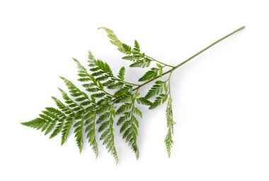 Yeşil fern yaprak üzerinde beyaz izole