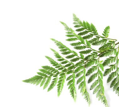 Yeşil fern yaprak üzerinde beyaz izole