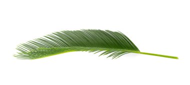 Beyaz üzerinde yeşil palmiye yaprağı