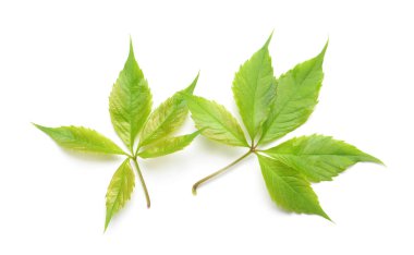 yeşil yapraklar beyaz üzerinde izole