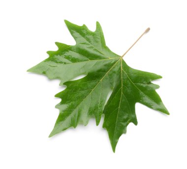 yeşil akçaağaç yaprağı beyaz üzerinde izole