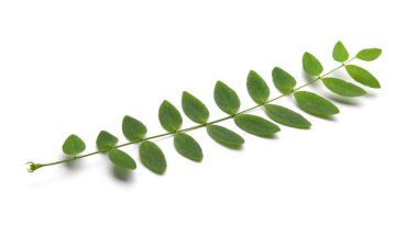 Yeşil yapraklı dal beyaz üzerine izole