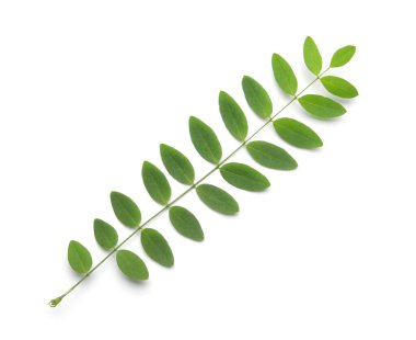 Yeşil yapraklı dal beyaz üzerine izole