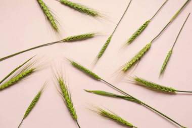 Açık arkaplanda yeşil buğday dikenleri