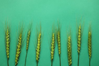 Arkaplanda yeşil buğday dikenleri