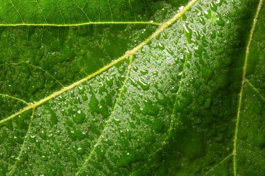 Su damlaları ile parlak yeşil yaprak dokusu, yakın görüş