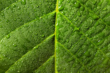 Su damlaları ile parlak yeşil yaprak dokusu, yakın görüş