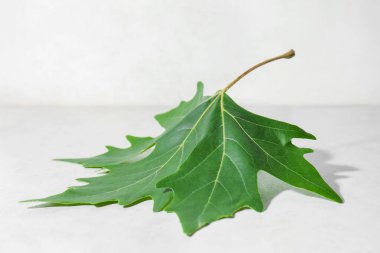 Açık arkaplanda yeşil akçaağaç yaprağı