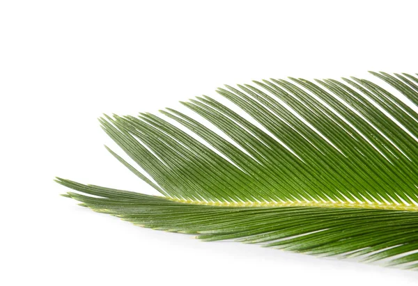 Grönt Palmblad Isolerat Vitt — Stockfoto