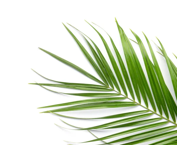 Hoja Palma Verde Aislada Blanco —  Fotos de Stock