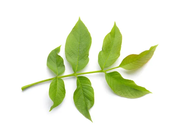 Branch Green Leaves Isolated White — Stock Photo, Image