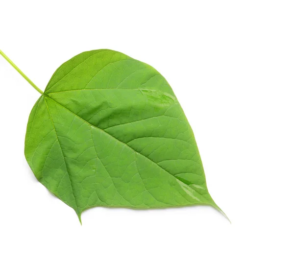 Zielony Liść Izolowany Białym — Zdjęcie stockowe