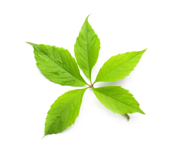 Green Leaves Isolated White — Stock Photo, Image