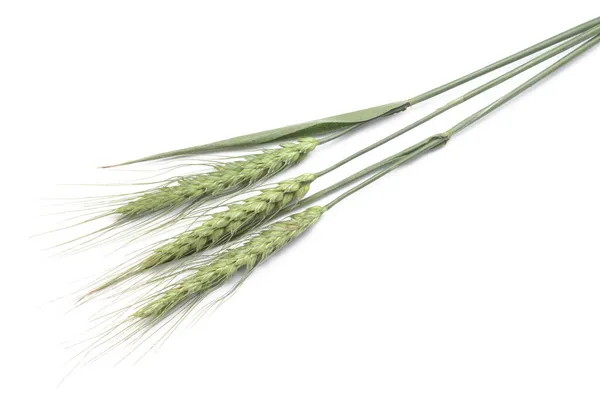 Beyaz Arkaplanda Yeşil Buğday Dikenleri — Stok fotoğraf