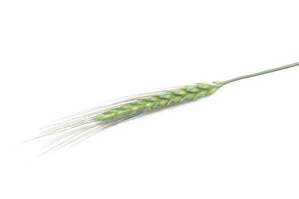白背景的绿麦穗 — 图库照片