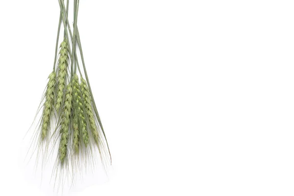 Зеленая Пшеница Шипы Белом Фоне — стоковое фото