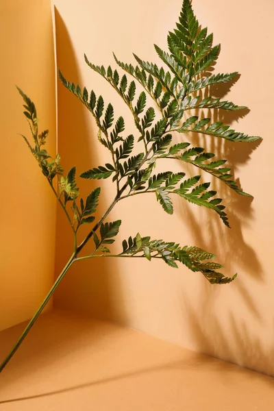 Green Fern Leaf Color Background — Stock Photo, Image