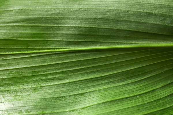 Texture Bright Green Leaf Closeup View — Stock Photo, Image