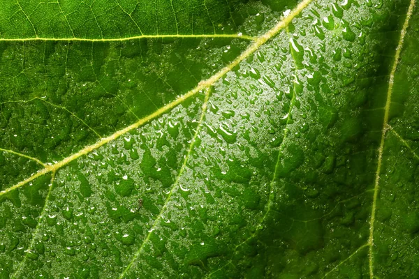 Su damlaları ile parlak yeşil yaprak dokusu, yakın görüş