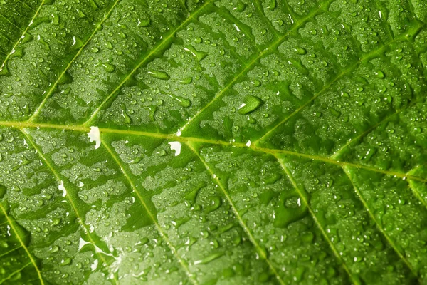 Texture Bright Green Leaf Water Drops Closeup View — Stock Photo, Image