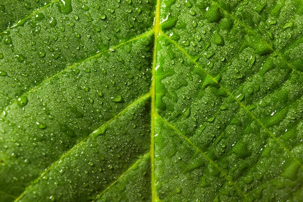 Texture Bright Green Leaf Water Drops Closeup View — Stock Photo, Image