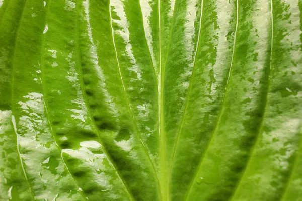 Texture Bright Green Leaf Closeup View — Stock Photo, Image